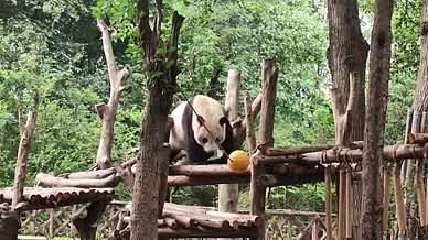 熊猫爬树拍摄睡觉视频视频的预览图